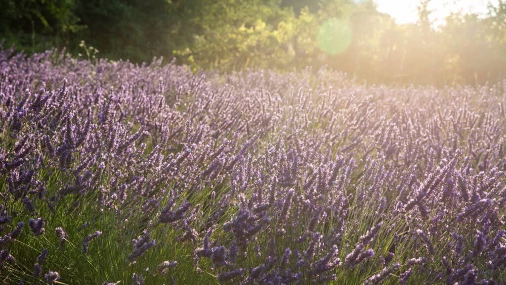 Coquillade Provence, Spas of Europe